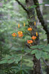 Turk's cap lily